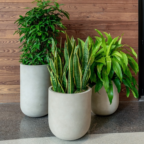 Ideal Plants for Carolina Office Environments in the Spring