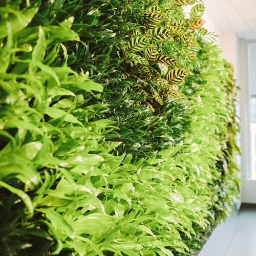Living Walls vs. Moss Walls: Which Is Right for Your Business?