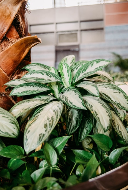 Indoor Plant Services in Rock Hill South Carolina