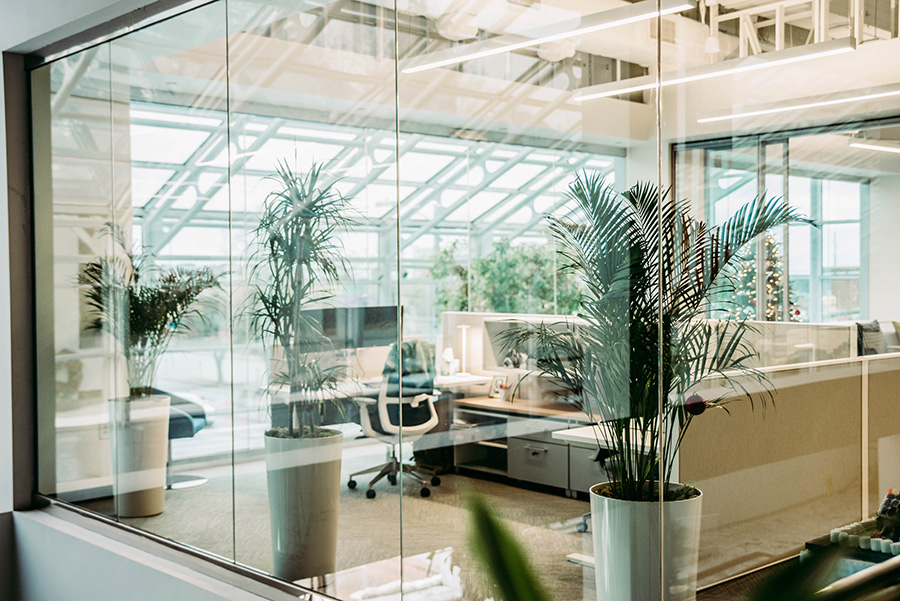 Tall Indoor Tree Plants for Offices