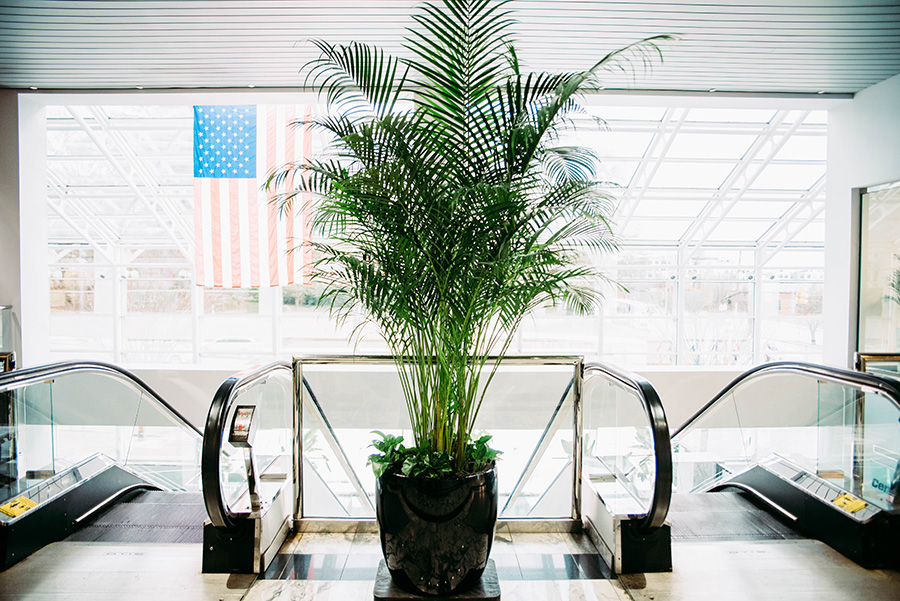 Large Indoor Palm Plants