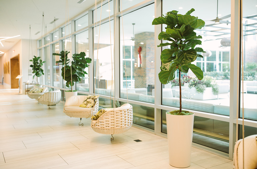 Indoor Trees for Offices