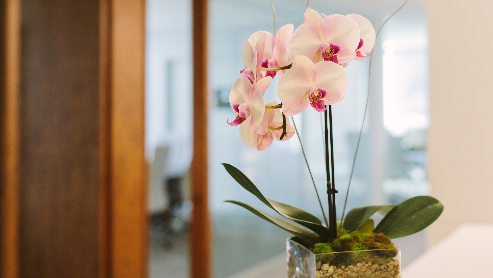 Decorate the Office With Interior Plants on Valentines Day