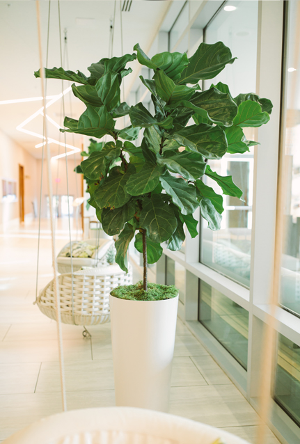 Low Light Indoor Plants for Offices