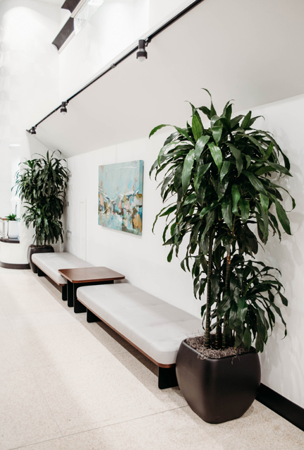 Indoor Trees for Businesses